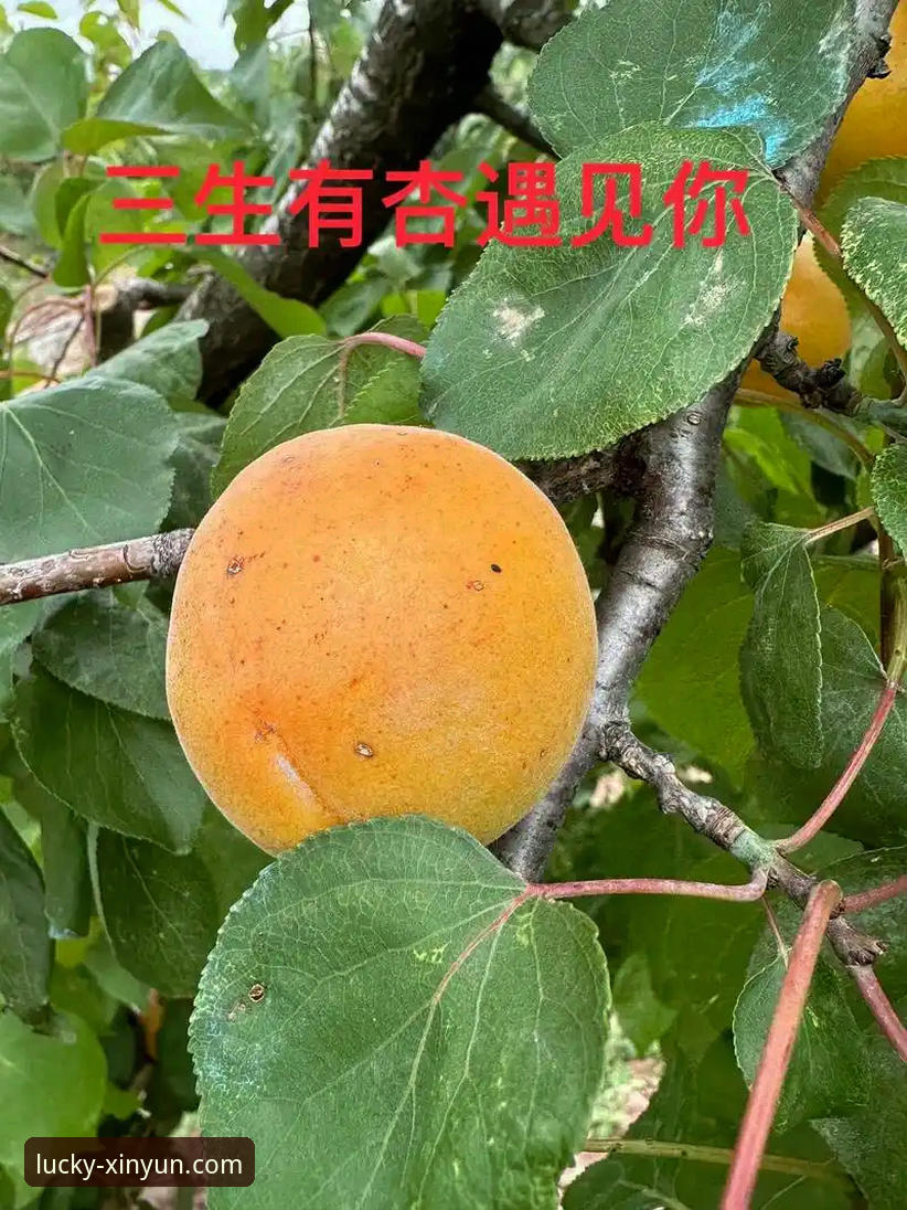 揭秘杏运官网真实体验：一个老用户告诉你它到底怎么样